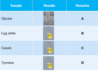 Sample
Results
Remarks
Glycine
A
Egg white
В
Casein
Tyrosine
D
