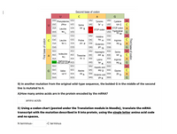 |
Second base of codon
U
A
UAU
UUU
Phenylalanine
UUC
UCU
UGU
Tyrosine
tyr y
Cysteine
cys C
phe F
UCC
UAC
UGC
C
Serine
ser s
U
UUA
UGA STOP codon
UAA
STOP codon
UAG
Leucine
UCA
A
UGG Tryptonphan
trp"
UUG
leu
UCG
CUU
CCU
CAU
CGU
U
Histidine
his
C
CUC
Leucine
CCC
Proline
CAC
H
CGC
Arginine
CỦA
leu L
ССА
pro P
СА
Glutamine
CGA
arg
R
CUG
CCG
CAG
gin
CG
AUU
ACU
AAU
AGU
Asparagine
asn N
Serine
Isoleucine
A
AUC
ACC
Threonine
AAC
AGC
ser s
ile |
AUA
АСА
thr T
AAA
AGA
A
Lysine
Methionine M ACG|
AUG met (start codon)*
Arginine
arg R
AAG
AGG
lys
K.
GUU
GCU
GAU
Aspartic acid
GAC
GGU
U
GUC
G
GCC
Alanine
asp D
GGC
C
Glycine
gly
Valine
GUA
val V
GCA
ala
А
GAA
Glutamic acid
GGA
G
A
GUG
GCG
GAG
glu E
GGG
9) In another mutation from the original wild-type sequence, the bolded G in the middle of the second
line is mutated to A.
A)How many amino acids are in the protein encoded by the mRNA?
amino acids
B) Using a codon chart (posted under the Translation module in Moodle), translate the mRNA
transcript with the mutation described in 9 into protein, using the single letter amino acid code
and no spaces.
N terminus-
-C terminus
Third base of codon
First base of codon
