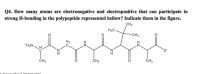 Q4. How many atoms are electronegative and electropositive that can participate in
strong H-bonding in the polypeptide represented bellow? Indicate them in the figure.
CH3
H3C-
-CH3
H2
*H3N.
ČH3
CH3
CH3
