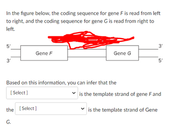 In the figure below, the coding sequence for gene F is read from left
to right, and the coding sequence for gene G is read from right to
left.
5'
3'
Gene F
Gene G
Based on this information, you can infer that the
[Select]
the [Select]
G.
3'
is the template strand of Gene
5'
✓is the template strand of gene F and