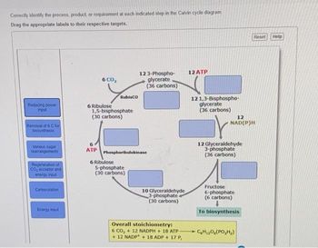 Correctly identify the process, product, or requirement at each indicated step in the Calvin cycle diagram.
Drag the appropriate labels to their respective targets.
Reducing power
input
Removal of 6 C for
biosynthesis
Various sugar
rearrangements
Regeneration of
CO₂ acceptor and
energy input
Carboxylation
Energy input
6 CÔ,
6
ATP
6 Ribulose
1,5-bisphosphate
(30 carbons)
RubisCO
6 Ribulose
Phosphoribulokinase
123-Phospho-
glycerate
(36 carbons)
5-phosphate
(30 carbons)
10 Glyceraldehyde
3-phosphate
(30 carbons)
Overall stoichiometry:
6 CO₂ + 12 NADPH + 18 ATP-
+12 NADP+ + 18 ADP + 17 P
12 ATP
121,3-Bisphospho-
glycerate
(36 carbons)
12
NAD(P)H
12 Glyceraldehyde
3-phosphate
(36 carbons)
Fructose
6-phosphate
(6 carbons)
To biosynthesis
Reset Help
C₂H₁₂O(PO₂H₂)