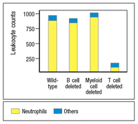 1000-
750 -
500-
250-
Wild- B cell Myeloid T cell
type deleted cell
deleted
deleted
Neutrophils
Others
Leukocyte counts
