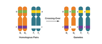 D
Crossing-Over
F
F
F
м, м,
Р, Р.
M,
M,
P, P.
Homologous Pairs
Gametes
D.
