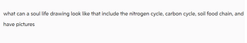 what can a soul life drawing look like that include the nitrogen cycle, carbon cycle, soil food chain, and
have pictures