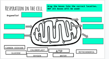 Answered: 트 Water Organelle? Mitochondria Glucose… | bartleby