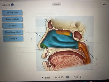 ry Labeling
Olfactory region
Nasal vestibule
Choana
Respiratory region
Pharynx
< Prev
Saved
24 of 25 ‒‒‒
Next >
Help