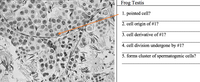 Frog Testis
1. pointed cell?
2. cell origin of #1?
3. cell derivative of #1?
4. cell division undergone by #1?
5. forms cluster of spermatogenic cells?
