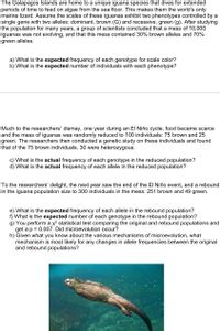 The Galapagos Islands are home to a unique iguana species that dives for extended
periods of time to feed on algae from the sea floor. This makes them the world's only
marine lizard. Assume the scales of these iguanas exhibit two phenotypes controlled by a
single gene with two alleles: dominant, brown (G) and recessive, green (g). After studying
the population for many years, a group of scientists concluded that a mess of 10,000
iguanas was not evolving, and that this mess contained 30% brown alleles and 70%
green alleles.
a) What is the expected frequency of each genotype for scale color?
b) What is the expected number of individuals with each phenotype?
Much to the researchers' dismay, one year during an EI Niño cycle, food became scarce
and the mess of iguanas was randomly reduced to 100 individuals: 75 brown and 25
green. The researchers then conducted a genetic study on these individuals and found
that of the 75 brown individuals, 30 were heterozygous.
c) What is the actual frequency of each genotype in the reduced population?
d) What is the actual frequency of each allele in the reduced population?
To the researchers' delight, the next year saw the end of the El Niño event, and a rebound
in the iguana population size to 300 individuals in the mess: 251 brown and 49 green.
e) What is the expected frequency of each allele in the rebound population?
f) What is the expected number of each genotype in the rebound population?
g) You perform a x? statistical test comparing the original and rebound populations and
get a p = 0.007. Did microevolution occur?
h) Given what you know about the various mechanisms of microevolution, what
mechanism is most likely for any changes in allele frequencies between the original
and rebound populations?
