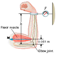 F
Flexor muscle
0.051 m
\Elbow joint
