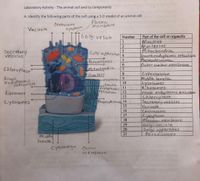 Laboratory Activity - The animal cell and its components
A. Identify the following parts of the cell using a 3-D model of an animal cell
Plasma
Centrosome
Cytoplasm
membrane
Vacuole
15
16
17 18 19
160lg:vesicle
Part of the cell or organelle
Wucleus
Nucleolus
Mitochondria
Smoothendoplasmic reticulum
Number
1
Secretory
vesicles
Golgiapparatus 4
-20
Peroxisomes
Plasmodesmate
Outer nuclear membrane
6.
14
Mitochgndria
8.
Oucleus
Chloroplast"
7
Rough
endoplasmic
reticulum
Cytoskeleton
Middle lamelle
Lysosomes
9.
-2nucleolus
10
Smooth
11
endoplasmic
reticulum
Ribosomes
rough endoplaSMIC reticulum
Chloroplast
12
Ribosomes 1-
12
13
10
Lysosomes
Plasmodesmatd 14
15
Vacuole
Centrosomer
Cytoplasm
उगयाश्या लंचय्स्थ्यग
16
17
Plasman membrane
Golgi vesicle
Golgi afparatus
18
19
20
21
Peroxisomes
Micddle
lamella,
Cytosketeton
Outer
membrane
