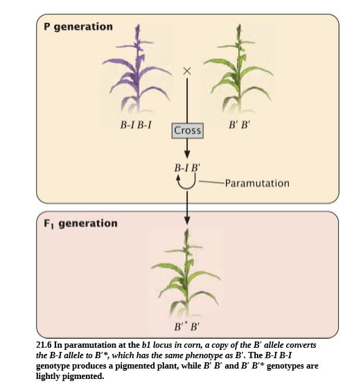 Answered: P Generation B-I B-I В в Cross B-I B'… | Bartleby