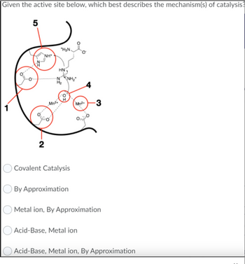 Given the active site below, which best describes the mechanism(s) of catalysis?
5
NH*
2
-N
+H3N.
HN
Mn²+
H₂
Covalent Catalysis
By Approximation
Mn²+
-3
Metal ion, By Approximation
Acid-Base, Metal ion
Acid-Base, Metal ion, By Approximation