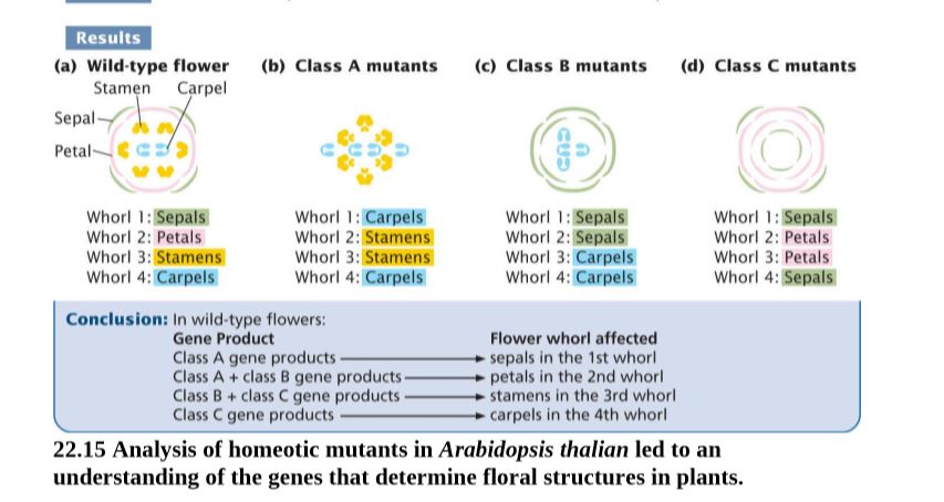 Results
(a) Wild-type flower
(b) Class A mutants
(c) Class B mutants
(d) Class C mutants
Stamen Carpel
Sepal-
Petal-
Whorl 1: Sepals
Whorl 2: Petals
Whorl 3: Stamens
Whorl 4: Carpels
Whorl 1: Carpels
Whorl 2: Stamens
Whorl 3: Stamens
Whorl 4: Carpels
Whorl 1: Sepals
Whorl 2: Sepals
Whorl 3: Carpels
Whorl 4: Carpels
Whorl 1: Sepals
Whorl 2: Petals
Whorl 3: Petals
Whorl 4: Sepals
Conclusion: In wild-type flowers:
Gene Product
Class A gene products -
Class A + class B gene products-
Class B+ class C gene products
Class C gene products
Flower whorl affected
sepals in the 1st whorl
petals in the 2nd whorl
stamens in the 3rd whorl
carpels in the 4th whorl
22.15 Analysis of homeotic mutants in Arabidopsis thalian led to an
understanding of the genes that determine floral structures in plants.
