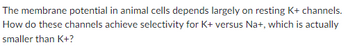 The membrane potential in animal cells depends largely on resting K+ channels.
How do these channels achieve selectivity for K+ versus Na+, which is actually
smaller than K+?