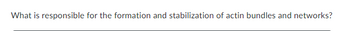 What is responsible for the formation and stabilization of actin bundles and networks?