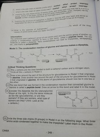 8
6. What is the side chain of alanine (circle one)? methyl
What is the side chain of valine (circle one)? methyl
ethyl
propyl
7.
bonds. Which of the three classes of amino acids (hydrophobic, polar, charged) has the
Examine the side chains of the 20 amino acids, and circle each one that has N-H or O-H
fewest number of amino acids that can hydrogen bond with water?
10. What is the opposite of hydrophobic?
classes of amino acids could you apply this term?
CA46A
9. Examine the structure of tryptophan in Model 2. Discuss with your team and devise an
explanation for why it is considered hydrophobic even though it has an N-H bond.
+H3N.
CH₂
(glycine)
Information:
The carboxylic acid (carboxyl) group of one amino acid and the amino group of another can
undergo a condensation reaction to form a new bond, called a peptide bond. The new
molecule is called a dipeptide. More condensations can lead to tripeptides, tetrapeptides,
etc., and finally to polypeptides.
+H3N.
ethyl
Model 3: The condensation reaction of glycine and alanine makes a dipeptide.
O
CH3
CH
CH3 alanine
+H3N.
propyl
CH₂
glycylalanine
248-
To which of the three
isopropyl
isopropyl
CH
Critical Thinking Questions:
(11.) The a carbons are the ones bonded to both a carbonyl carbon and a nitrogen atom.
Circle all the a carbons in Model 3.
(12. Draw a box around the part of the structure for glycylalanine in Model 3 that originated
in alanine. Draw another box around the part of the structure for glycylalanine in Model
3 that originated in glycine. All the atoms of glycylalanine should now be in one box or
the other.
alanylglycine
+H3N
(13. The new bond that was formed in the condensation reaction that connected glycine to
alanine is called a peptide bond. Draw an arrow to this bond and label it in the model.
(14. Consider the dipeptide Ala-Gly (alanylglycine)
shown at the right. Is this the same molecule
as Gly-Ala (glycylalanine), or are they
isomers? If they are isomers, what type of
isomers are they? (Hint: Look at the
a carbons.)
+ H₂O
CH
CH3
15. Circle the three side chains (R groups) in Model 4 on the following page. What three
amino acids condensed together to make the tripeptide? Label them in the Model.