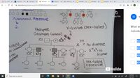 O 74 - Sine
Class Score X
·b My Questic X
O Edpuzzle
A QAQ 6.1
M Inbox (3,48 X
A edpuzzle.com/assignments/61e18f2ff9895042daf34ce7/watch
O Emerald C X
O Emerald C
O Emerald CX
+
* ES
II
Autosomul Recessive
Соpy link
三
IV
2.
X-Linked (sex-1linked)
Pedlgree
Genotypes Cletters)
What wo
1.
2.
individu
XHY
ioked
Ex Chramasanes
XCH
= no disease
x"x"= no
3
xby
XCH
x"xH
son
x"x* XY x"x"
disease
amosome
XCH
sex-linked
recessive
10
11
12
13
XCH
DYouTube
P Type here to search
1:10 PM
1/18/2022
O O
!!!
O O
