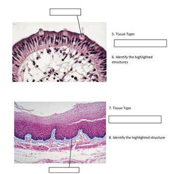 Answered: השן 5. Tissue Type: 6. Identify the… | bartleby