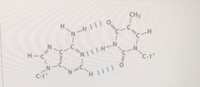 CH3
H.
1-HI1I
N.
H-C
%3D
NILIH-N
C-1'
N'
N.
H.
C-7
