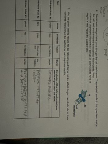 TAM
Test
Amino
group
H
2. Transmembrane proteins pass through the cell membranes. They extend into both the cytoplasm inside
the cell, and into the watery extracellular fluid outside. What
chemical properties should the R-groups of amino acids have in
region a and region b? Explain why.
lodine
Unknown drink #1 yellow
Unknown drink #2 dark
nknown drink #3 yellow
3. You are given testing results for the following nutritional drinks. What do you conclude about their
contents? Reference the last lab for carbohydrate results.
group
Benedicts Sudan
blue
green
red
no reaction
11
5% of tube
red
no reaction
Biuret
purple
332
purple
No
reaction iodine
cell
Positive result for
membrane
Conclusion - What information do these
results tell you about this drink?
Contains proteins.
Positive result for biuret test
and Benedicts test.