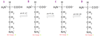 A
H
H
H
D
H
H;N-C-COOH
H;N-C-co-
H2N-C-coo-
H,N-C-c00-
CH2
CH,
CH,
CH,
pk=2.17
pk=9.04
pk=12.48
CH,
CH,
сн,
CH2
CH2
CH2
ÇH2
CH2
CH,
CH,
CH2
CH.
NH;
NH,
NH,
NH,
Net Charge: 2+
Net Charge: +
Net Charge: 0
Net Charge: -
