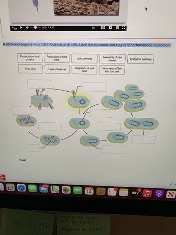 ### Bacteriophage Replication Process

A bacteriophage is a virus that infects bacterial cells. The diagram illustrates the structures and stages of bacteriophage replication, which include both the lytic and lysogenic pathways. Below, each stage is described with reference to the corresponding visual elements:

1. **Virus Injects DNA into Host Cell:** 
   - The bacteriophage attaches to the bacterial cell surface and injects its DNA into the host cell.
   - This is represented by a virus-like structure attaching to a bacterial cell.

2. **Integration of Viral DNA (Lysogenic Pathway):**
   - The viral DNA integrates into the host's genome, combining with the host DNA.
   - Illustrated by the fused DNA within the host cell.

3. **Replication of Host Cells (Lysogenic Pathway):**
   - The bacterial cell replicates, unknowingly copying the viral DNA along with its own.
   - Depicted by bacterial cells undergoing division, showing multiple copies.

4. **Production of Viral Proteins (Lytic Pathway):**
   - The viral DNA takes over the host machinery to produce viral proteins necessary for new viruses.
   - Shown by the appearance of new viral components within the host.

5. **Assembly of New Viruses (Lytic Pathway):**
   - New virus particles are assembled inside the host cell.
   - Visible as newly formed virus structures within the host.

6. **Lysis of Host Cell (Lytic Pathway):**
   - The host cell bursts open, releasing newly formed viruses to infect more cells.
   - The diagram ends with host cells breaking apart and releasing viruses.

The pathways illustrate how bacteriophages can both integrate into and destroy a host to spread infection, emphasizing their dual replication strategies. The diagram is a vital educational tool for understanding viral replication mechanisms in bacteria.