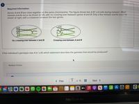 Required information
Genes A and B are close together on the same chromosome. The figure shows two A B/ ab cells during meiosis I. Most
meiosis events occur as shown at left, with no crossing-over between genes A and B. Only a few meiosis events occur as
shown at right, with a crossover between the two genes.
AB
AB
AB
ab
ab
B
a
No crossing-over between A and B
Crossing-over between A and B
If the individual's genotype was A b/ a B, which statement describes the gametes that would be produced?
Multiple Choice
< Prev
7
of 10
Next >
1,280
FEB
18
étv
MacBook Air
