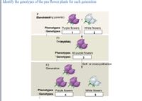 **Title: Identifying the Genotypes of Pea Flower Plants for Each Generation**

**P Generation (True-breeding parents):**
- **Phenotypes:** 
  - Purple flowers
  - White flowers
- **Genotypes:**
  - Purple flowers: [Box labeled "1"]
  - White flowers: [Box labeled "2"]

Diagram: This section represents the parental generation. The purple flower and white flower cross, denoted by an 'x'.

**F1 Generation (Hybrids):**
- **Phenotypes:** 
  - All purple flowers
- **Genotypes:**
  - [Box labeled "3"]

Diagram: This section shows the result of the P generation cross, with only purple flowers appearing in the F1 generation.

**F2 Generation:**
- **Phenotypes:** 
  - Purple flowers
  - White flowers
- **Genotypes:**
  - Purple flowers: [Box labeled "4"]
  - White flowers: [Box labeled "5"]

Diagram: The F2 generation results from self- or cross-pollination of F1. It shows a mix of purple and white flowers.

This visual representation explains the principles of Mendelian inheritance by demonstrating the patterns of flower color inheritance in pea plants across three generations.