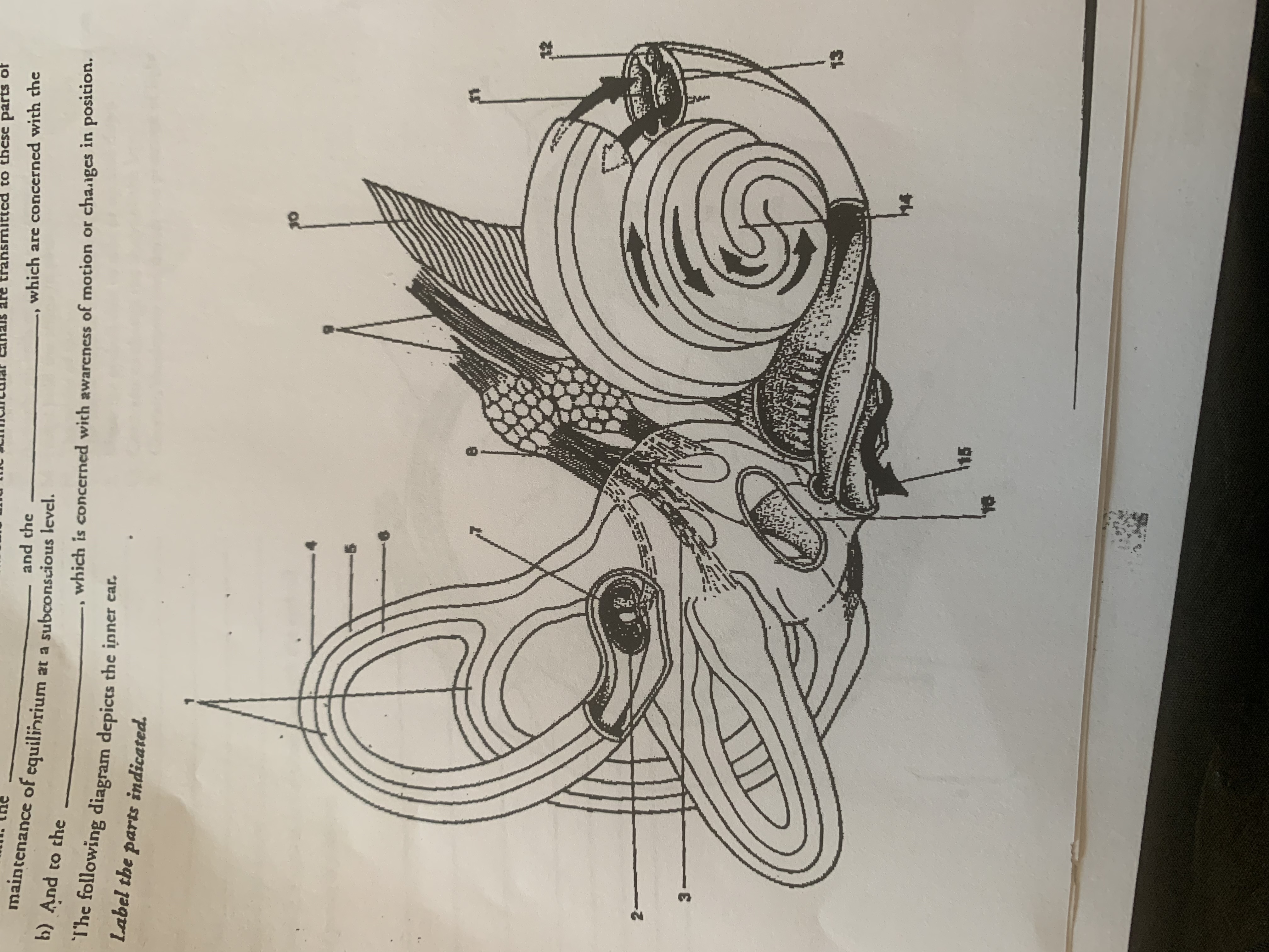 transmitted to these parts of
,which are concerned with the
and the
maintenance of equilinrium at a subconscious level.
, which is concerned with awarcness of motion or changes in position.
b) And to the
Label the parts indicated.
2-
3.
II
