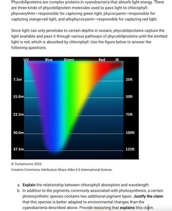 Phycobiliproteins are complex proteins in cyanobacteria that absorb light energy. There are three kinds of phycobiliprotein molecules used to pass light to chlorophyll: phycoerythrin—responsible for capturing green light, phycocyanin—responsible for capturing orange-red light, and allophycocyanin—responsible for capturing red light.

Since light can only penetrate to certain depths in oceans, phycobiliproteins capture the light available and pass it through various pathways of phycobiliproteins until the emitted light is red, which is absorbed by chlorophyll. Use the figure below to answer the following questions.

**Image Description:**
The image is a graph showing the absorption of different wavelengths of light at varying ocean depths. The horizontal axis represents the light spectrum from UV, blue, green, red, to IR. The vertical axis indicates depth, ranging from 7.5 meters (25 feet) to 37.5 meters (125 feet). The graph displays a gradient of colors, showing how different wavelengths penetrate the water.

© Tomemorris 2020  
Creative Commons Attribution-Share Alike 4.0 International license.

**Questions:**

a. **Explain** the relationship between chlorophyll absorption and wavelength.

b. In addition to the pigments commonly associated with photosynthesis, a certain photosynthetic species contains two additional pigment types. **Justify** the claim that this species is better adapted to environmental changes than the cyanobacteria described above. Provide reasoning that **explains** this claim.