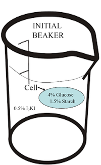 The image illustrates an experimental setup involving a beaker and a cell-like structure within it, possibly representing a model for diffusion or osmosis.

- **Beaker**:
  - Labeled as "INITIAL BEAKER."
  - Contains a solution of 0.5% I₂KI (iodine-potassium iodide).

- **Cell**:
  - Within the beaker, there is a smaller compartment labeled as "Cell."
  - Inside the "Cell," the solution is composed of 4% glucose and 1.5% starch.

This setup is likely used to study the movement of substances across a semi-permeable membrane, demonstrating principles of selective permeability and the behavior of different solutes.