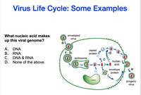 Virus Life Cycle: Some Examples
What nucleic acid makes
enveloped
virus
up this viral genome?
a
А.
RNA
В.
DNA
capsid
protein
C. DNA & RNA
D. None of the above.
endosome
nucleic
acid
e
envelope
protein
nucleus
progeny
virus
