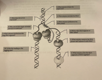 1. What enzyme relaxes the
supercoils?
2. What enzyme unwinds the DNA?
7. What does this arrow
represent?
3. What enzyme synthesizes the
RNA primer
en
8. Why should this single-stranded
portion be stabilized?
4. What is this short segment of
DNA called?
9. What enzyme synthesizes this
long DNA segment?
5. What enzyme removes the RNA
primer and replaces it with DNA?
10. Is this the leading or the
lagging side?
6. What enzyme joins the short
segments of DNA together?
