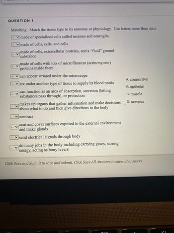 QUESTION 1
Matching. Match the tissue type to its anatomy or physiology. Use letters more than once.
made of specialized cells called neurons and neuroglia
- made of cells, cells, and cells
made of cells, extracellular proteins, and a "fluid" ground
substance
made of cells with lots of microfilament (actin/myosin)
proteins inside them
can appear striated under the microscope
Jare under another type of tissue to supply its blood needs
can function as an area of absorption, secretion (letting
substances pass through), or protection
makes up organs that gather information and make decisions
about what to do and then give directions to the body
✓contract
coat and cover surfaces exposed to the external environment
and make glands
send electrical signals through body
do many jobs in the body including carrying gases, storing
energy, acting as bony levers
A. connective
B. epithelial
C. muscle
D. nervous
Click Save and Submit to save and submit. Click Save All Answers to save all answers.