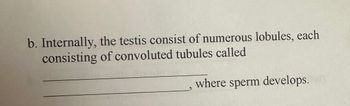 b. Internally, the testis consist of numerous lobules, each
consisting of convoluted tubules called
where sperm develops.n