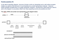 Practice question 1F)
In the above signalling diagram, hormone H binds to both an intracellular and a cell surface receptor.
Initially you assume that homone H must therefore be a small hydrophobic molecule. However,
further analysis revealed that it is a large hydrophilic molecule. Knowing this, what would you need to
add to this diagram to accurately reflect how these signalling events are possible and why?
The csRu MRNA and protein are represented in the diagram below.
MRNA 5'
AUG
3'
ribosome
protein
DNA
ligand
binding
domain
signal
kinase
transmembrane
domain
domain
binding
sequence
domain
cytoplasm
plasma membrane
extracellular fluid
