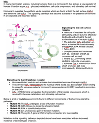 Info:
In many mammalian species, including humans, there is a hormone (H) that acts as a key regulator of
hexose (6 carbon sugar, eg - glucose) metabolism, cell cycle progression, and ultimately cell survival.
Hormone H regulates these effects via its receptors which are found at both the cell surface (csRu)
and within the cell (icRu). The signalling pathways that become activated in the presence of hormone
H are depicted and described below.
hormone
Signalling via the cell surface
receptor
· Hormone H mediates its cell cycle
stimulatory and pro-survival effects by
binding to and activating the cell
surface hormone H receptor ( .
· The activated csRH activates Lyn,
which activates RAS and ultimately
the Raf/MEK/ERK kinase cascade.
· Active ERK:
o phosphorylates and inactivates
GSK-3B. Inhibition of GSK-3B
promotes cell survival.
o inhibits p27, preventing it from
inhibiting cell cycle progression.
o activates Egs, a transcription factor
which promotes cell cycle
progression by triggering Cyclin A
extracellular fluid
inactive
(GTP
inactive
RAS
Lyn
cel-surtace
receptor for H (csR.)
RAS-GTP
hехose
metabolism
cell survival
Gphase
(esting)
Raf
G,
HK
GSK-38
MEK
hexose kinase
ERK
promoter HRE
COKI
Cyclin A
cyclin A
Fos
A promoter
Created in BioRender.com bìo
expression.
Signalling via the intracellular receptor
Hormone H also binds to and activates the intracellular hormone H receptor (icRu).
The activated icRu translocates to the nucleus where it acts as a transcription factor binding
to a specific sequence called a hormone H response element (HRE) found within promoters
on the DNA.
icRu - HRE binding upregulates the transcription of the hexose kinase gene, which is
required for hexose metabolism and ultimately cell survival.
Below is a list of mutations commonly found in different components of the hormone-signaling
pathways.
Mutant #1: The icRuundergoes a loss-of-function mutation.
Mutant #2: GSK-3B can no longer be phosphorylated.
Mutant #3: ERK is constitutively active.
Mutant #4: Lyn undergoes a gain-of function mutation.
Mutant #5: The cyclin A gene's DNA is highly compacted and inaccessible
Mutations in the signalling pathways depicted above have been associated with an increased
incidence of several types of cancer.
