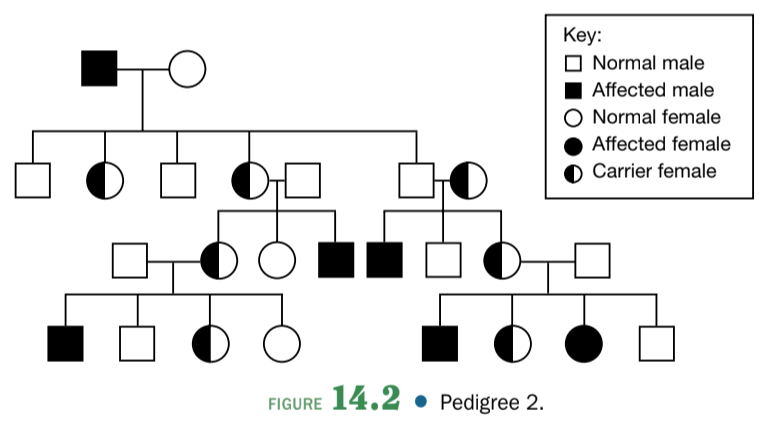 Key:
O Normal male
Affected male
O Normal female
Affected female
Carrier female
FIGURE • Pedigree 2.
14.2
