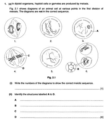 1. (a) In diploid organisms, haploid cells or gametes are produced by meiosis.
Fig. 2.1 shows diagrams of an animal cell at various points in the first division of
meiosis. The diagrams are not in the correct sequence.
Fill
1.
4.
A
(ii) Identify the structures labelled A to D.
B
2.
с
5.
Fig. 2.1
(i) Write the numbers of the diagrams to show the correct meiotic sequence.
D
B
3.
6.
A
[1]
.[4]