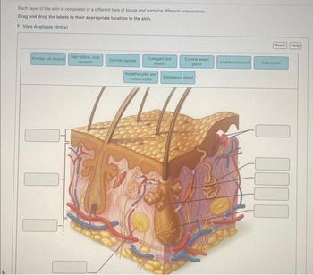 Answered: Each layer of the skin is composed of a… | bartleby