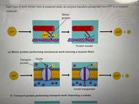 Each type of work shown here is powered when an enzyme transfers phosphate from ATP to a recipient
molecule.
Motor
protein
ATP
ADP + P
ADP
Protein moved
(a) Motor protein performing mechanical work (moving a muscle fiber)
Solute
Transport
protein.
АТР
ADP +P
Solute transported
(b) Transport protein performing transport work (importing a solute)
