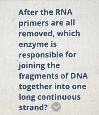 Answered: After the RNA primers are all removed,… | bartleby