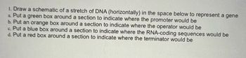 1. Draw a schematic of a stretch of DNA (horizontally) in the space below to represent a gene
a. Put a green box around a section to indicate where the promoter would be
b. Put an orange box around a section to indicate where the operator would be
c. Put a blue box around a section to indicate where the RNA-coding sequences would be
d. Put a red box around a section to indicate where the terminator would be