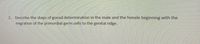 2. Describe the steps of gonad determination in the male and the female beginning with the
migration of the primordial germ cells to the genital ridge.
