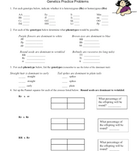 Genetics Practice Problems
1. For each genotype below, indicate whether it is heterozygous (He) or homozygous (Ho)
AA
Bb
Ee
li
Mm
f
Jj
nn
Ce
GG
kk
00
Dd
HH
LI
Pp
2. For each of the genotypes below determine what phenotypes would be possible.
Purple flowers are dominant to white
Brown eyes are dominant to blue
PP
BB
Pp
Bb
PP
bb
Round seeds are dominant to wrinkled
Bobtails are recessive (to long tails)
RR
TT
Rr
Tt
IT
tt
3. For each phenoty pe below, list the genotypes (remember to use the letter of the dominant trait)
Straight hair is dominant to curly
straight
Tail spikes are dominant to plain tails
spikes
straight
spikes
curly
plain
4. Set up the Punnet squares for each of the crosses listed below. Round seeds are dominant to wrinkled.
Rr x rr
What percentage of
the offspring will be
round?
Rr x Rr
What percentage of
the offspring will be
round?
RR x Rr
What percentage of
the offspring will be
round?
| ||
