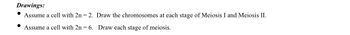 Drawings:
Assume a cell with 2n = 2. Draw the chromosomes at each stage of Meiosis I and Meiosis II.
Assume a cell with 2n = 6.
Draw each stage of meiosis.