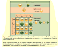 Dihybrid Cross
YYRR
yyrr
P Generation
F, Generation
YyRr
Phenotype:
gametes from heterozygous parent
yR
YR
Yr
yr
F2 Generation
YR
YYRR
YYRR
YYRI
YyRr
Phenotype:
9:
3:
3:
yR
YYRR yyRR
YyRr
yyRr
Yr
YYRI
YyRr
YYrr
Yyrr
yr
YyRr
yyRr
Yyrr
yyrr
Figure 8.10 A dihybrid cross in pea plants involves the genes for seed color and texture. The P cross produces
F1 offspring that are all heterozygous for both characteristics. The resulting 9:3:3:1 F2 phenotypic ratio is obtained
using a Punnett square.
In pea plants, purple flowers (P) are dominant to white (p), and yellow peas () are dominant to green (V).
What are the possible genotypes and phenotypes for a cross between PPYY and ppYy pea plants? How
many squares would you need to complete a Punnett square analysis of this cross?
gametes from heterozygous parent
