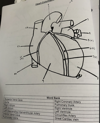 Heart Colorin
イの
5(A.)
12
to
Word Bank
Superior Vena Cava
Aorta
Right Atrium
Left Atrium
Left Descending Interventricular Artery
Inferior Vena Cava
Right Coronary Artery
Pulmonary trunk
Right Ventricle
Left Ventricle
Circumflex Artery
Great Cardiac Vein
Pulmonary Veins
