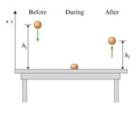 The diagram illustrates the motion of a ball before, during, and after it hits a table. The diagram is divided into three stages: "Before," "During," and "After."

1. **Before**: 
   - The ball is shown above the table, moving downward as indicated by a green arrow.
   - The initial height from the table is labeled as \( h_i \).

2. **During**: 
   - The ball is in contact with the table, at rest on the surface.

3. **After**: 
   - The ball is shown moving upwards from the table, indicated by a green arrow pointing upward.
   - The height reached by the ball after bouncing is labeled as \( h_f \).

The vertical axis is labeled with a positive \( y \), indicating the direction of increasing height. This diagram likely represents the concept of projectile motion and energy conservation during a collision.