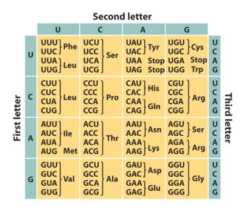 First letter
U
A
U
UCU
บบบา
UUCJ
UUA
UCC
UCA
UUG Leu UCGJ
CUU
CUC
CUA
CUG
GUU
GUC
Phe
GUA
GUGJ
Leu
Second letter
с
A
AUU
ACU
AUC Ile
ACC
AUA
ACA
AUG Met ACG
Val
CCU
CCC
CCA
CCG
GCU
GCC
GCA
GCG
Ser
Pro
Thr
Ala
UAU
UAC
Tyr
C
UGC Cys
UAA Stop UGA Stop A
UAG Stop UGG Trp G
His
CAU
CAC
CAA
CAGGIn
GAU
GAC
GAA
GAG
G
Asp
Glu
CGU
CGC
CGA
CGG
AAU Asn
Ser
ААА
AAGLys AGG Arg
AGU
AGC
Arg
GGU
GGC
GGA
GGG
Gly
UCAC DUAG DUAG
Third letter
с
А
G
А
U
с
А